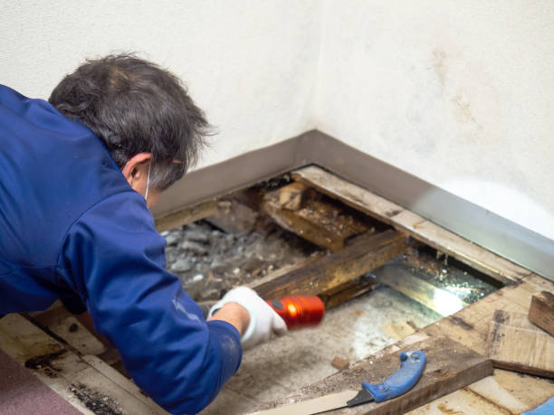 Best Mold Inspection  in Jenkins, KY