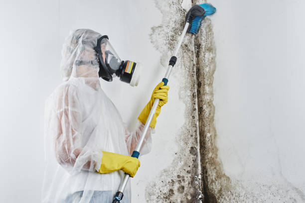 Best Mold Removal and Inspection  in Jenkins, KY