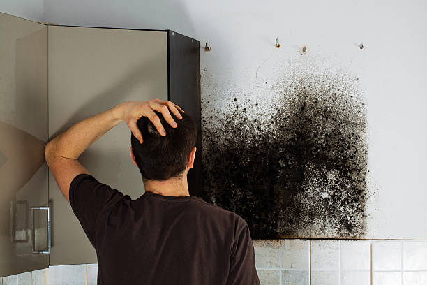 Best Mold Cleaning Services  in Jenkins, KY
