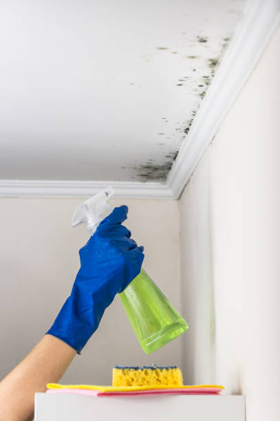 Best Black Mold Removal  in Jenkins, KY