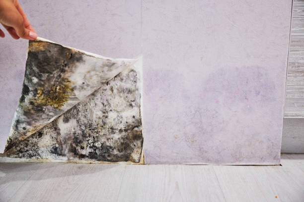 Best Toxic Mold Removal  in Jenkins, KY